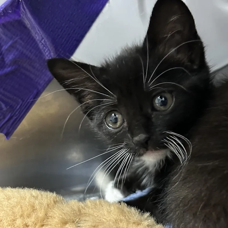 A baby small-sized female Black Domestic Short Hair cat named Diamond for adoption in Pensacola, FL