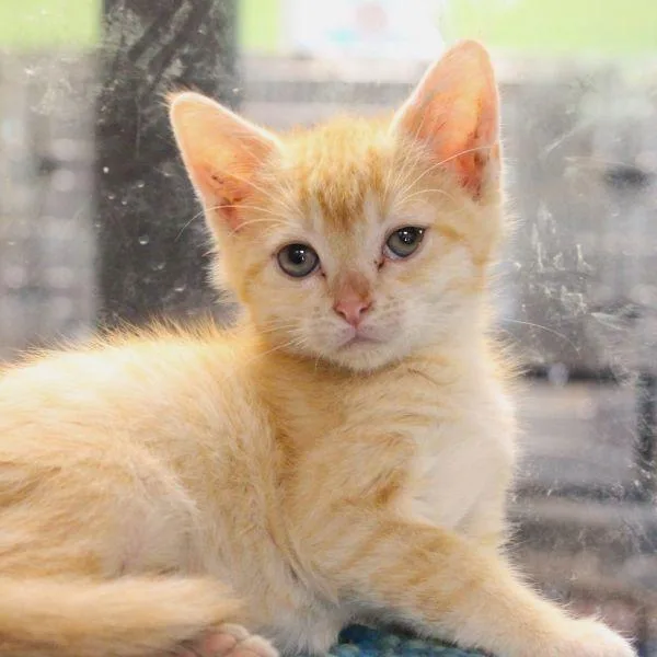 A baby small-sized male Domestic Short Hair cat named Gary for adoption in Des Moines, IA