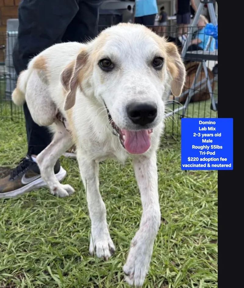 An adult medium-sized male Labrador Retriever dog named Domino for adoption in Oviedo, FL