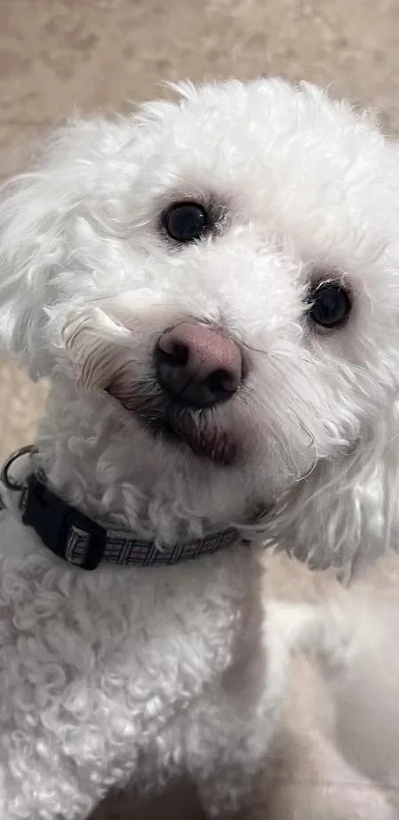 A young small-sized male White / Cream Bichon Frise dog named Leo for adoption in Monroeville, PA