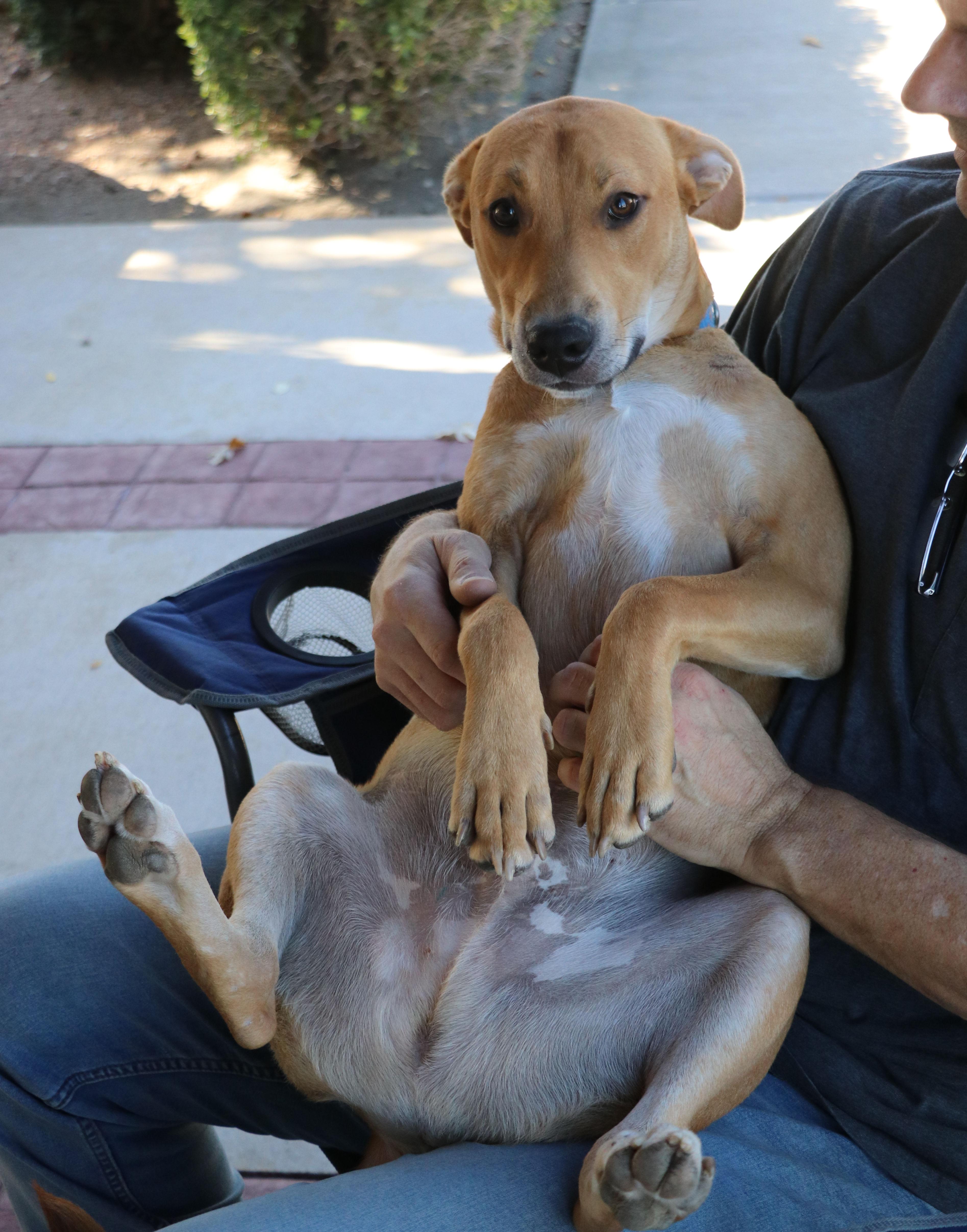A baby medium-sized male Red / Chestnut / Orange Labrador Retriever dog named Jimmy Dugan for adoption in Pflugerville, TX