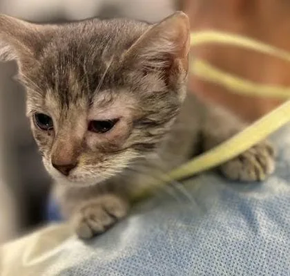 A baby small-sized female Domestic Short Hair cat named Lisa for adoption in Washington, DC