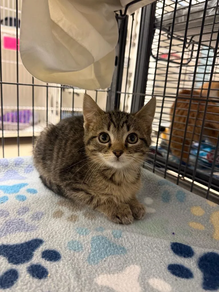 A baby small-sized male Domestic Short Hair cat named Pecan for adoption in Johnson City, TN