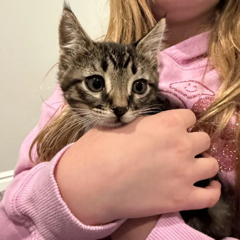 A baby small-sized male Brown / Chocolate Domestic Short Hair cat named Bruno for adoption in Grantsville, UT