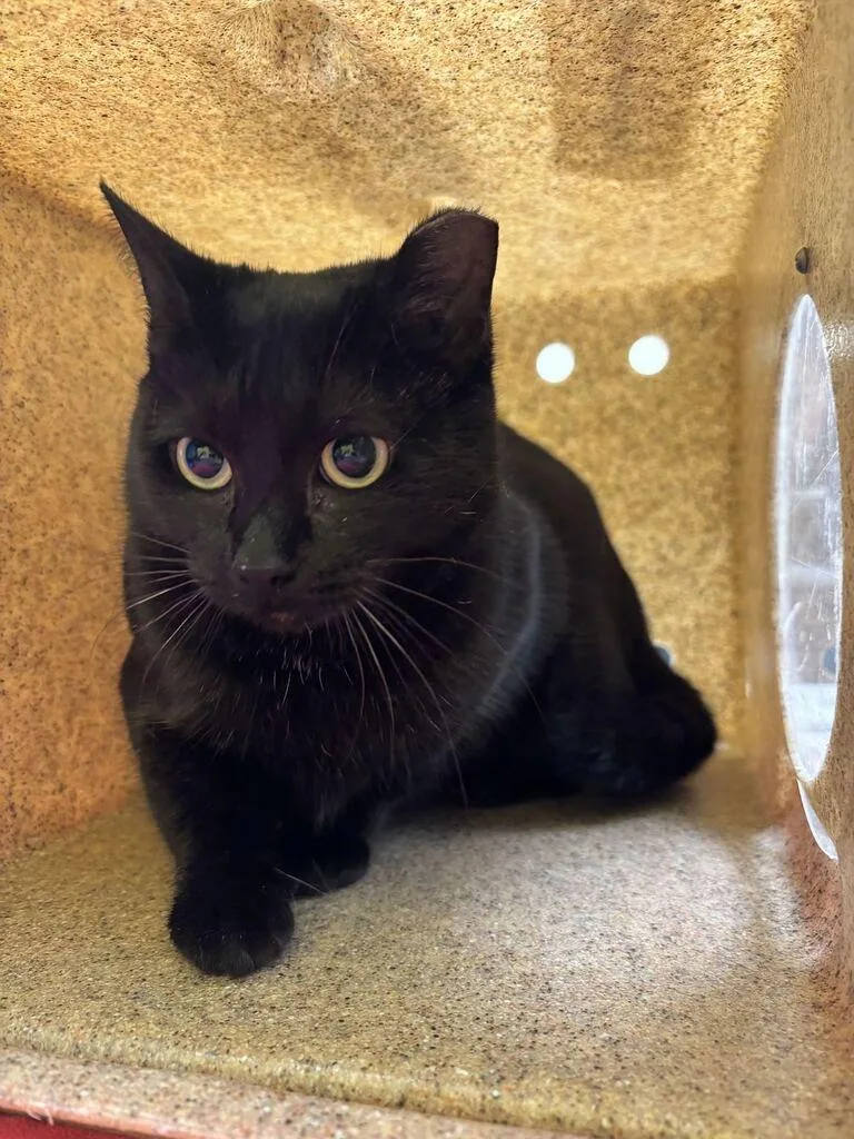 A young small-sized female Black Domestic Short Hair cat named Esmerelda for adoption in Raleigh, NC