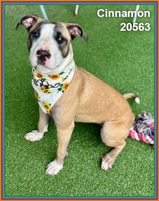 A young medium-sized female Tricolor (Brown, Black, & White) Bull Terrier dog named Cinnamon for adoption in Marietta, GA