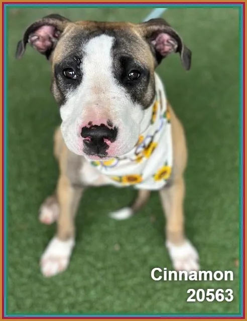 Cinnamon thumbnail 4