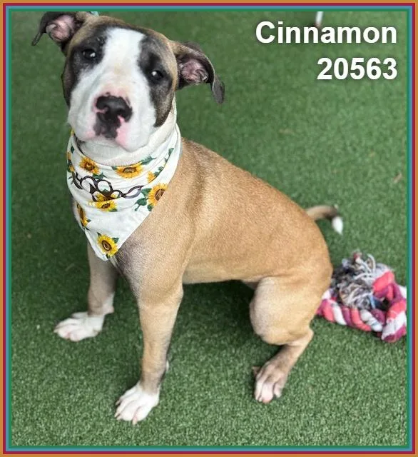 Cinnamon thumbnail 5