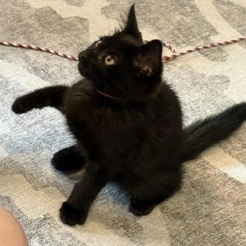 A baby small-sized female Black Domestic Short Hair cat named Odette for adoption in Auburn, AL