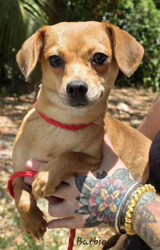An adult small-sized female Chihuahua dog named Barbie for adoption in Key Largo, FL