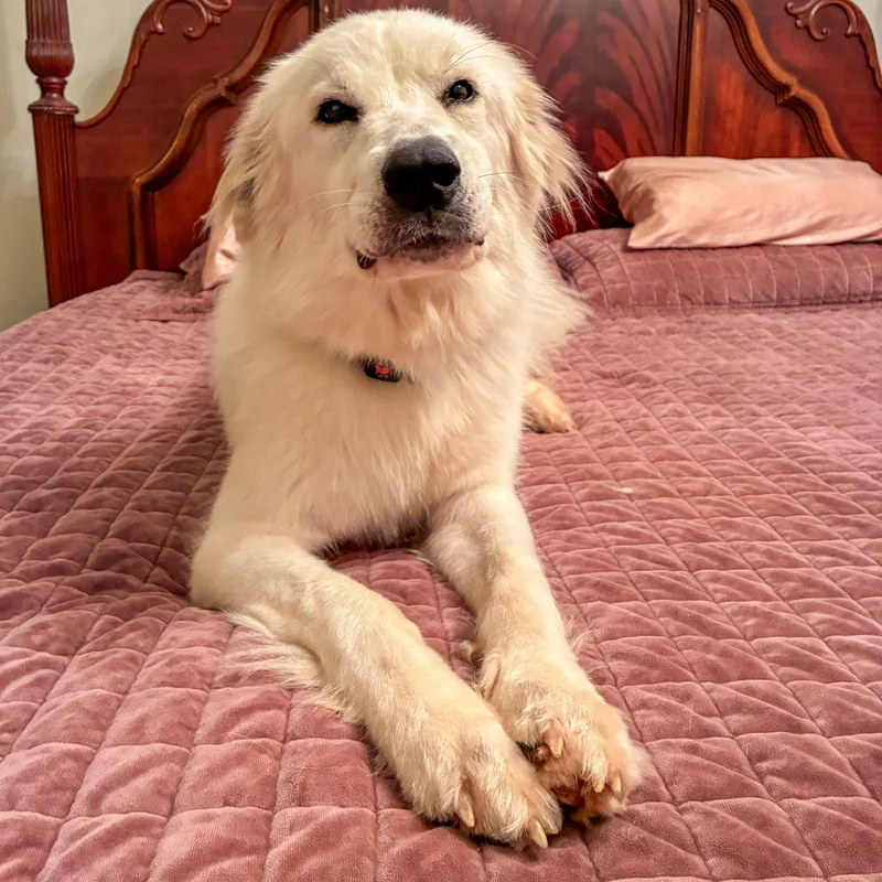 An adult large-sized female Great Pyrenees dog named Patty Mae for adoption in Atlanta, GA