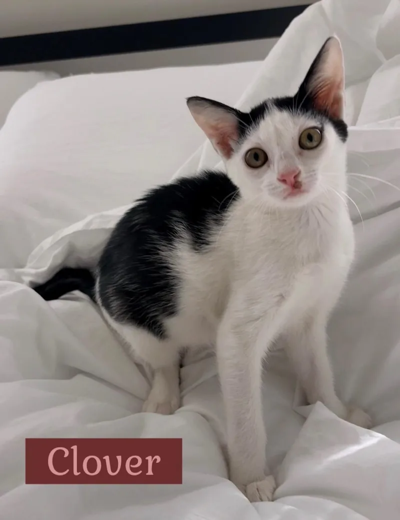Clover