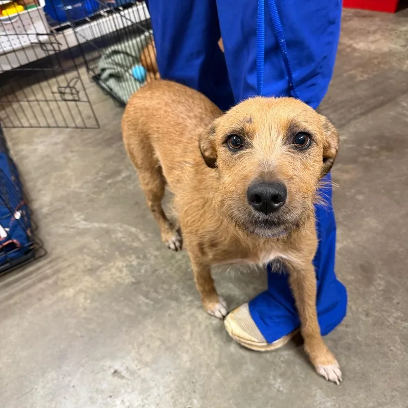 An adult medium-sized female Brown / Chocolate Mixed Breed dog named Sylvie for adoption in Jefferson city, TN