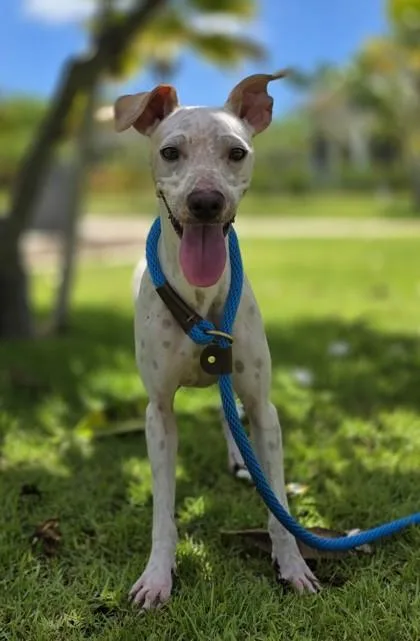 A young medium-sized female Terrier dog named Kikiyo for adoption in Honolulu, HI