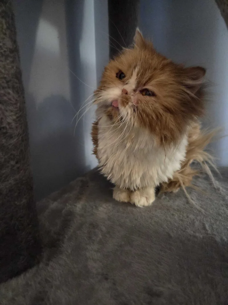 An adult medium-sized female Persian cat named Queen Juliana for adoption in Bowdoin, ME
