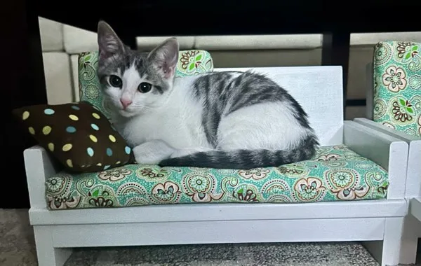 A baby medium-sized female Domestic Short Hair cat named Gretchen for adoption in Bonsall, CA