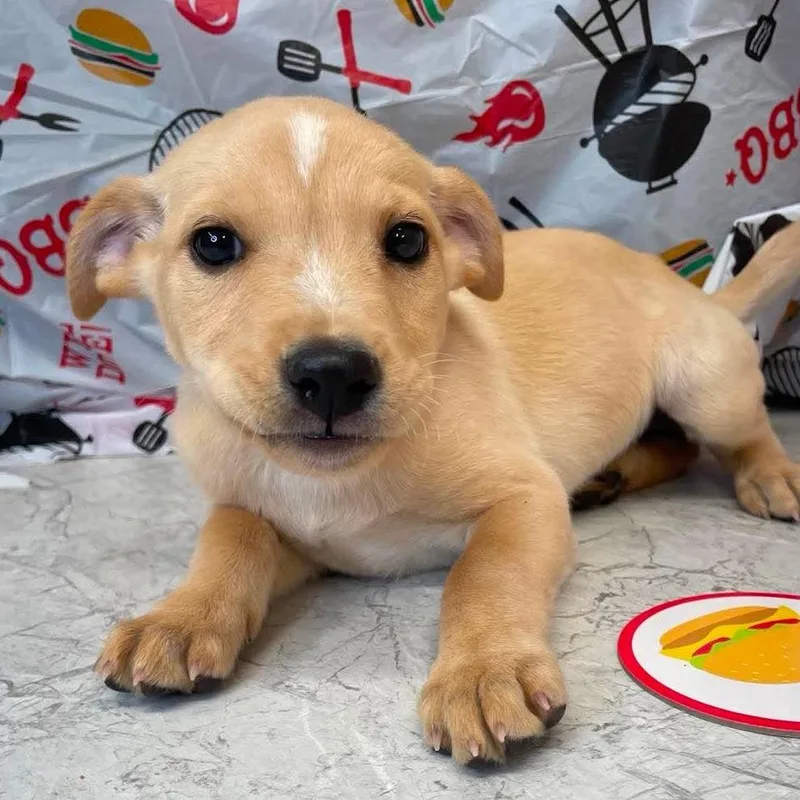A baby small-sized female Yellow / Tan / Blond / Fawn Mixed Breed dog named Potato Salad for adoption in Huntsville, AR
