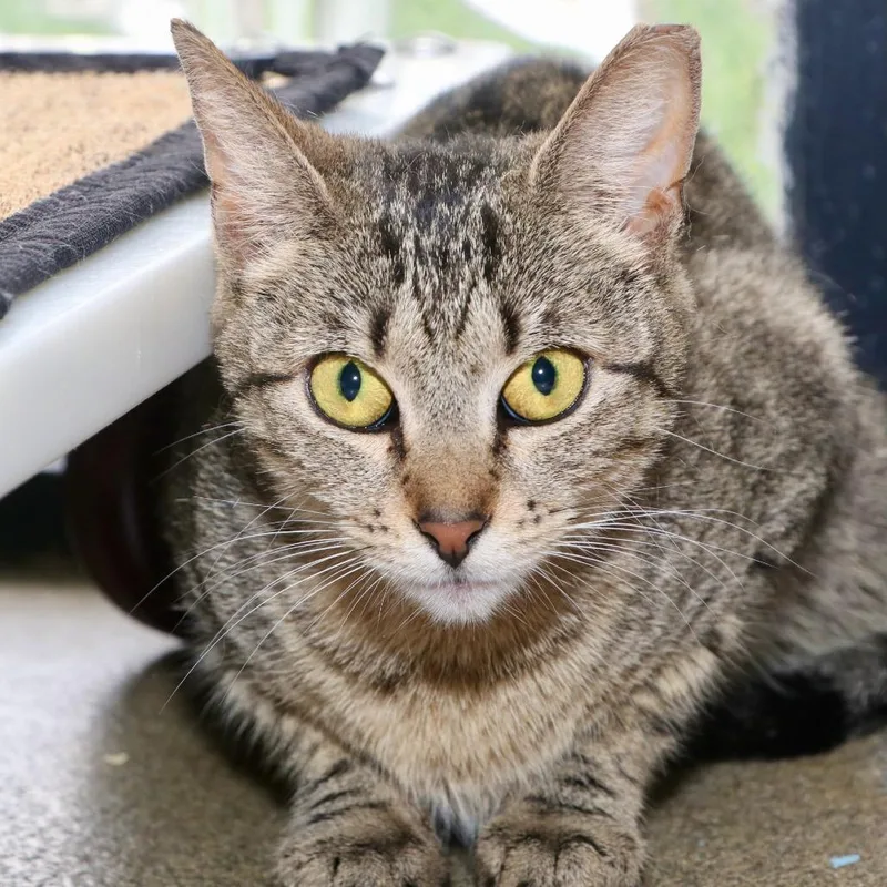 A young medium-sized female Brown / Chocolate Domestic Short Hair cat named Yolanda for adoption in Allentown, PA