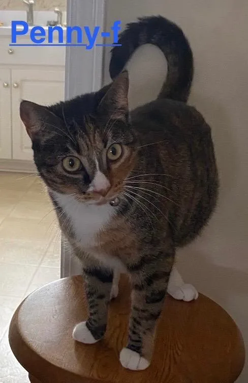 A young small-sized female Tabby cat named Penny for adoption in Brookhaven, MS