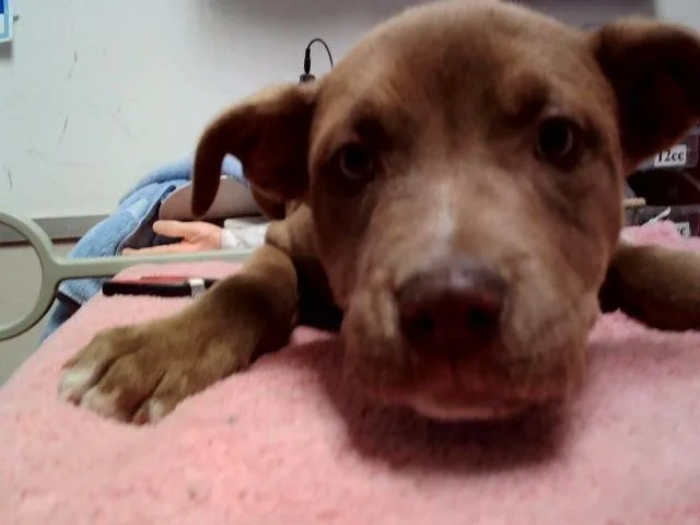 A baby small-sized female Pit Bull Terrier dog named Gladys for adoption in Martinez, CA