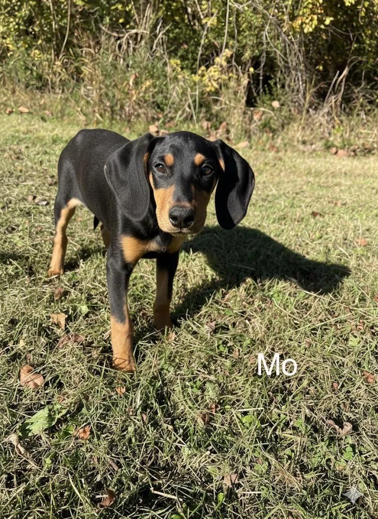 Moe