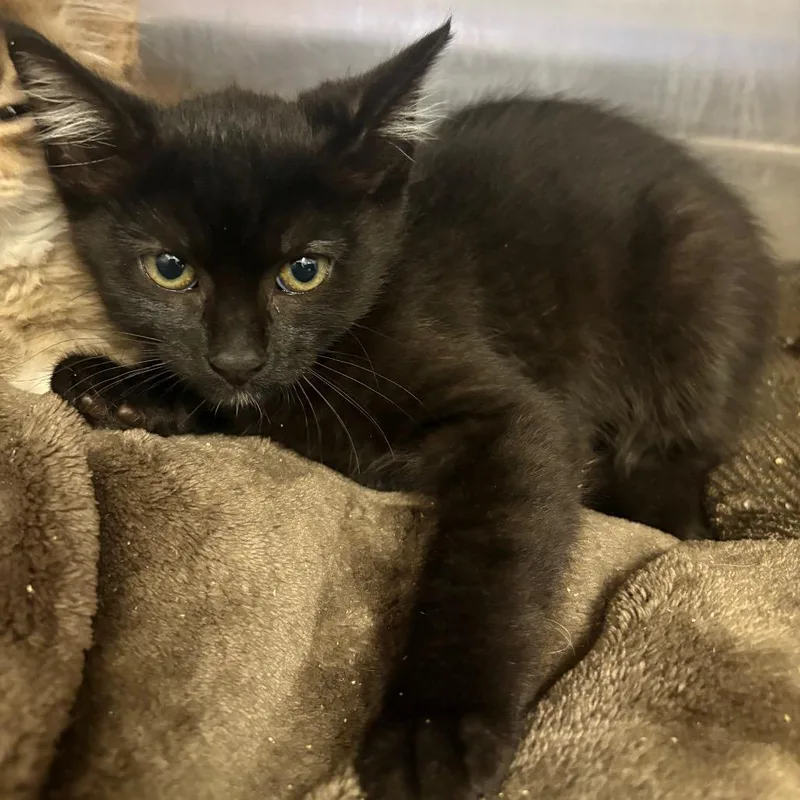 A baby small-sized female Black Domestic Short Hair cat named Lock for adoption in Spokane, WA