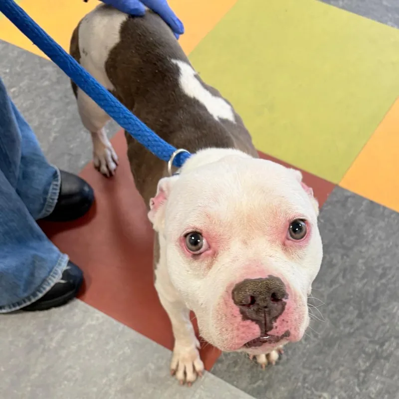 An adult medium-sized female White / Cream Pit Bull Terrier dog named Patch for adoption in Philadelphia, PA