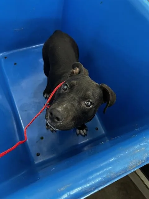 A young medium-sized female Mixed Breed dog named Roxy for adoption in Dallas, TX