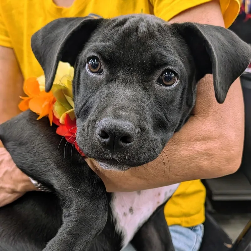 A baby medium-sized female Mixed Breed dog named Jersey for adoption in Volcano, HI