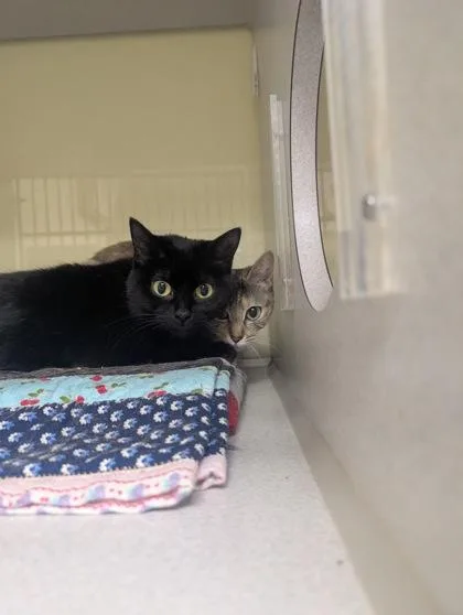 A young small-sized female Domestic Short Hair cat named Seraphina for adoption in Divide, CO