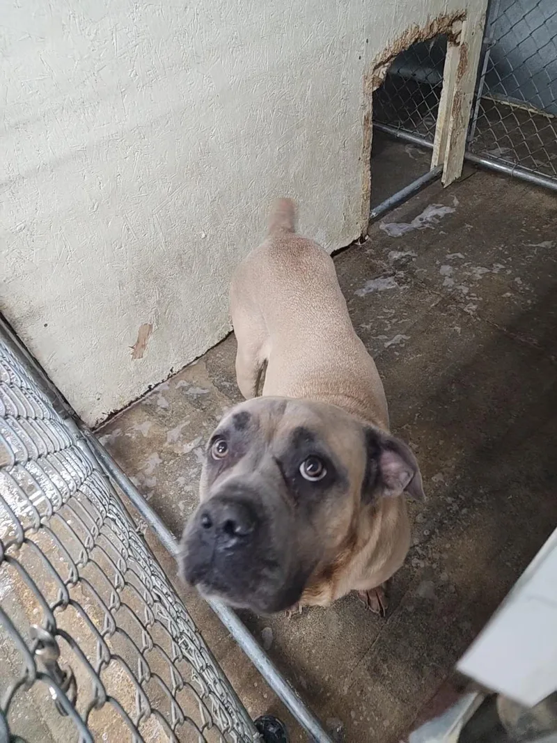 An adult large-sized female Cane Corso dog named Lotus for adoption in Libby, MT