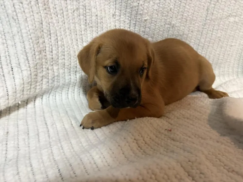 Gooseberry thumbnail 2