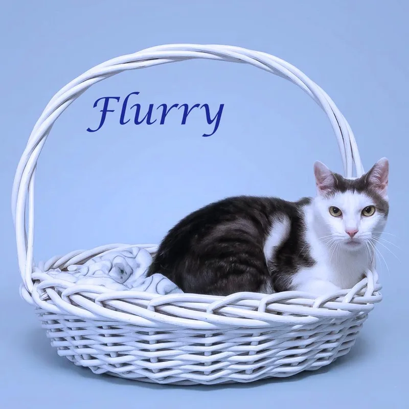 Flurry C