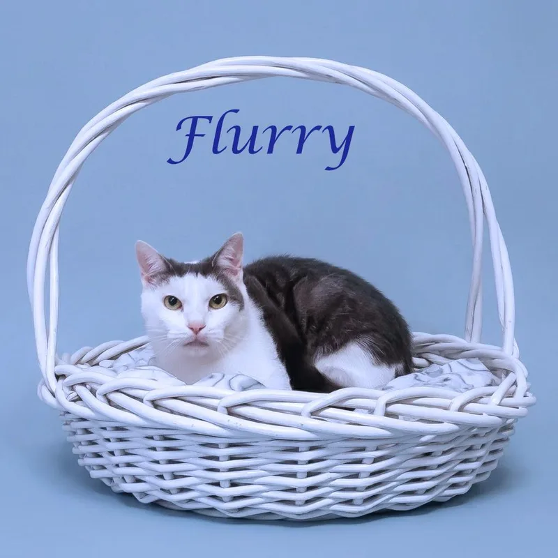 Flurry C thumbnail 2