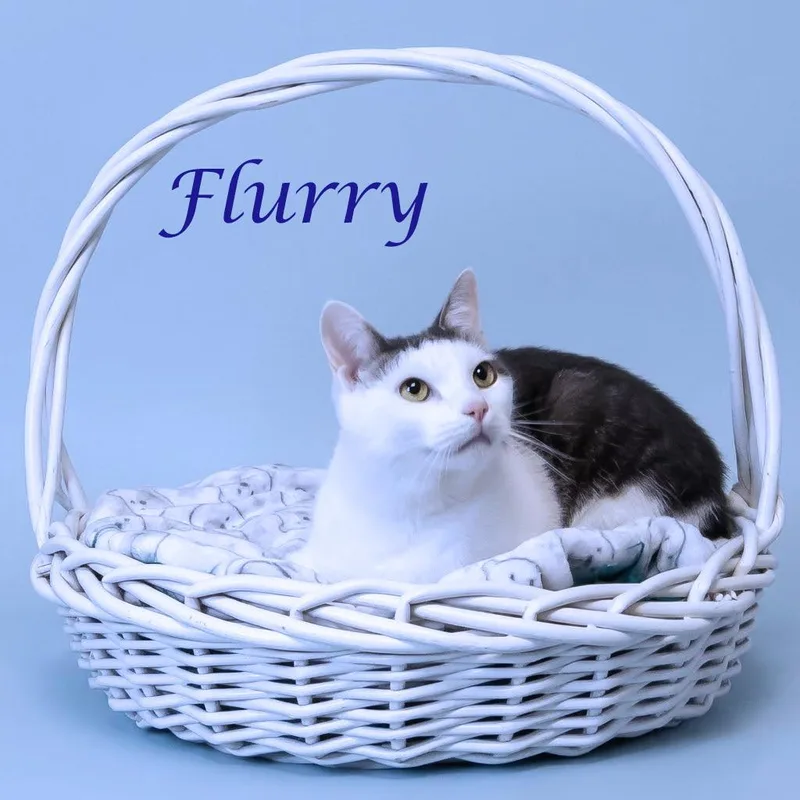 Flurry C thumbnail 3