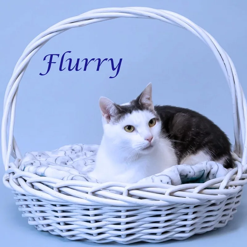 Flurry C thumbnail 4