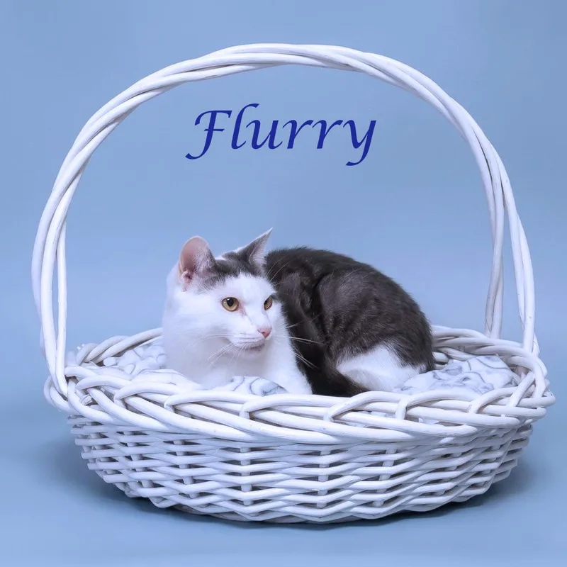 Flurry C thumbnail 5