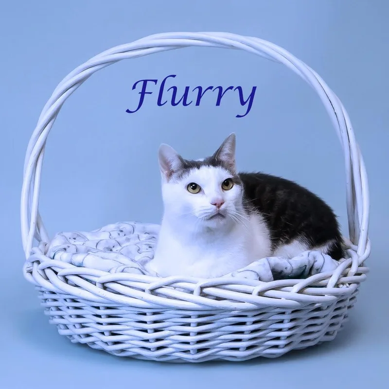 Flurry C thumbnail 6