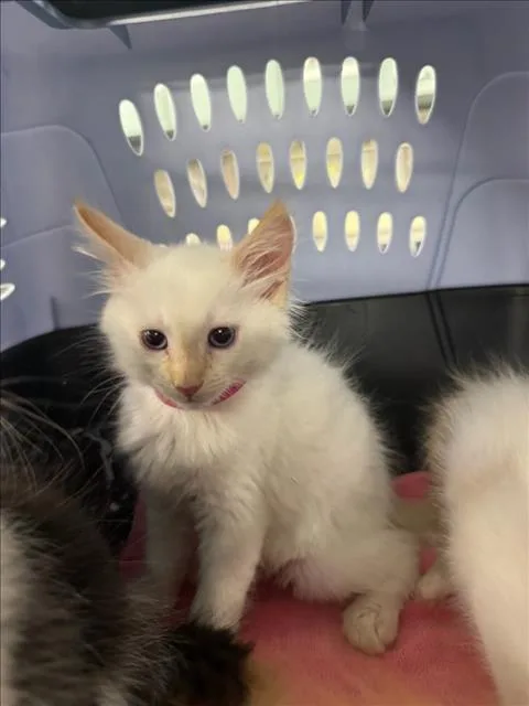 A baby small-sized male Domestic Short Hair cat named Elf for adoption in Woodland, CA
