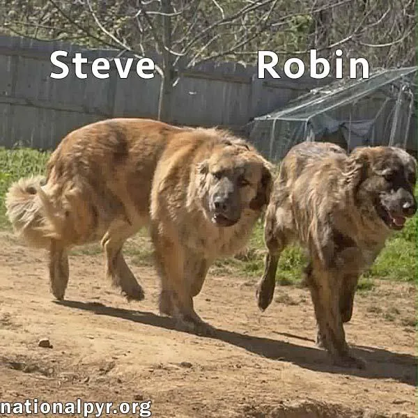 Steve & Robin In