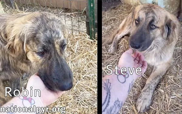 Steve & Robin In thumbnail 3