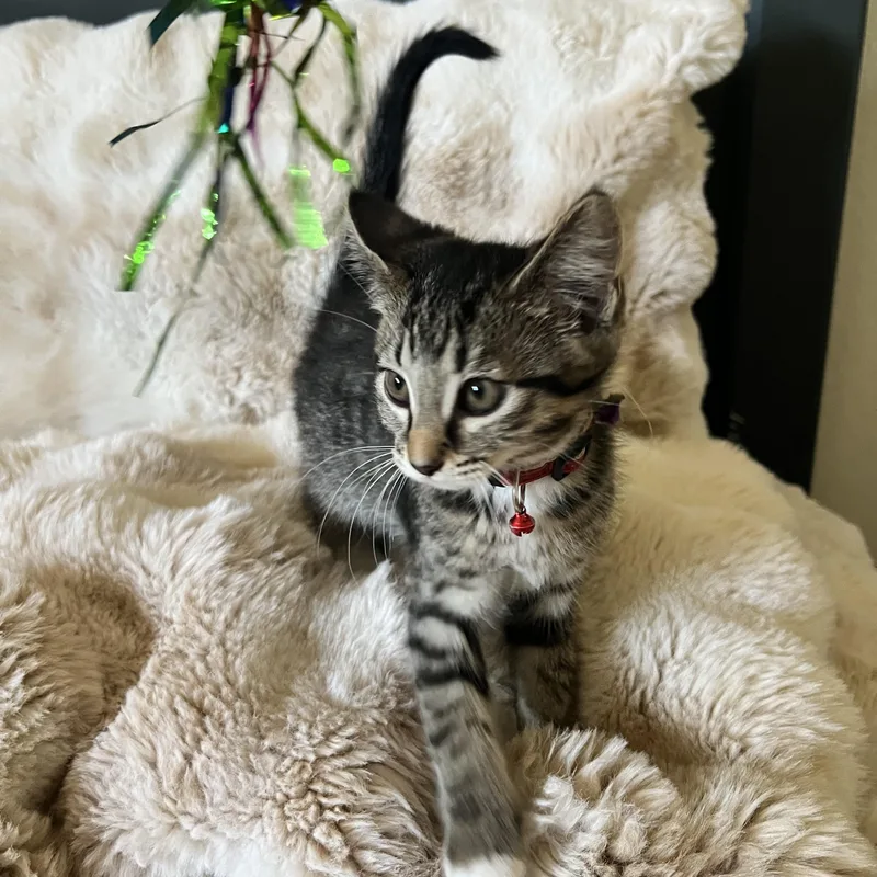 A baby medium-sized female Domestic Short Hair cat named Nori for adoption in Penryn, CA