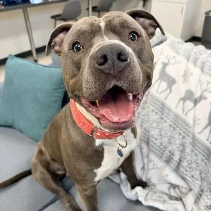 An adult large-sized male Pit Bull Terrier dog named Romeo for adoption in Wheaton, IL