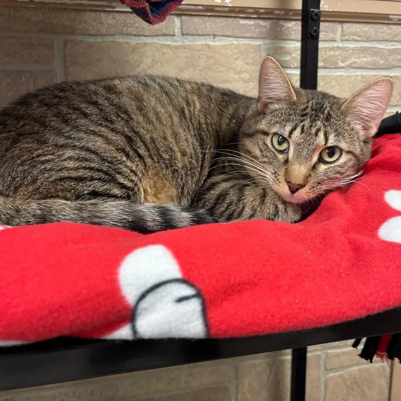 Crosspoint thumbnail 3