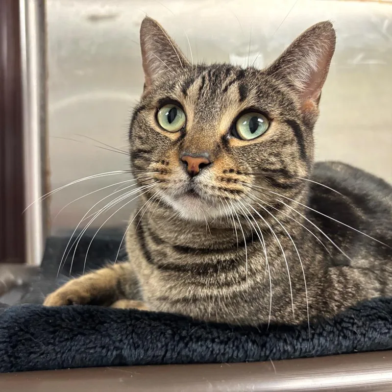 Crosspoint thumbnail 4