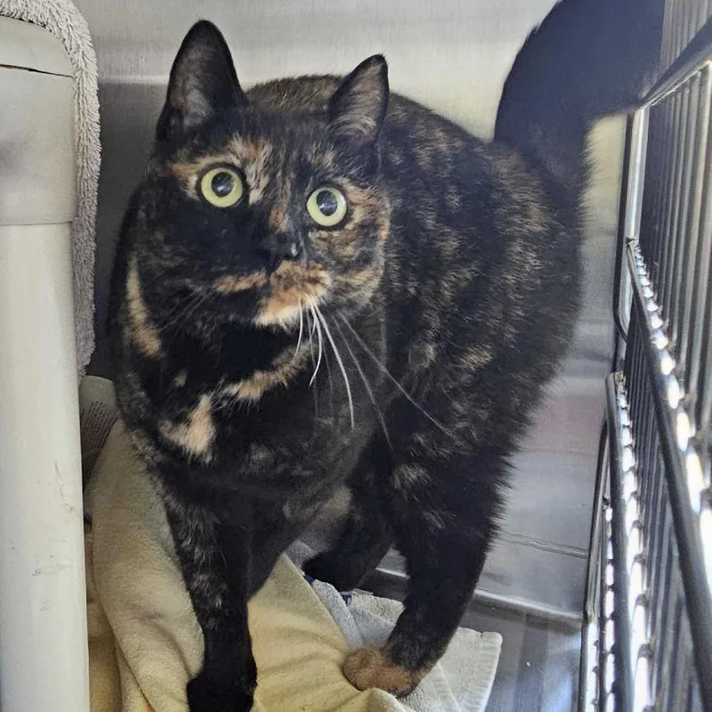 An adult medium-sized female Tortoiseshell Domestic Short Hair cat named Timber for adoption in Dover, NH