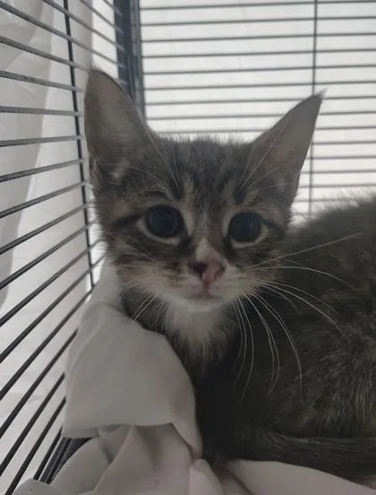 A baby small-sized male Domestic Short Hair cat named Sugar Ice for adoption in Clarks Summit, PA