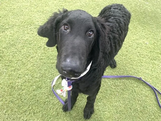 A young large-sized male Poodle dog named Arthur for adoption in Phoenix, AZ