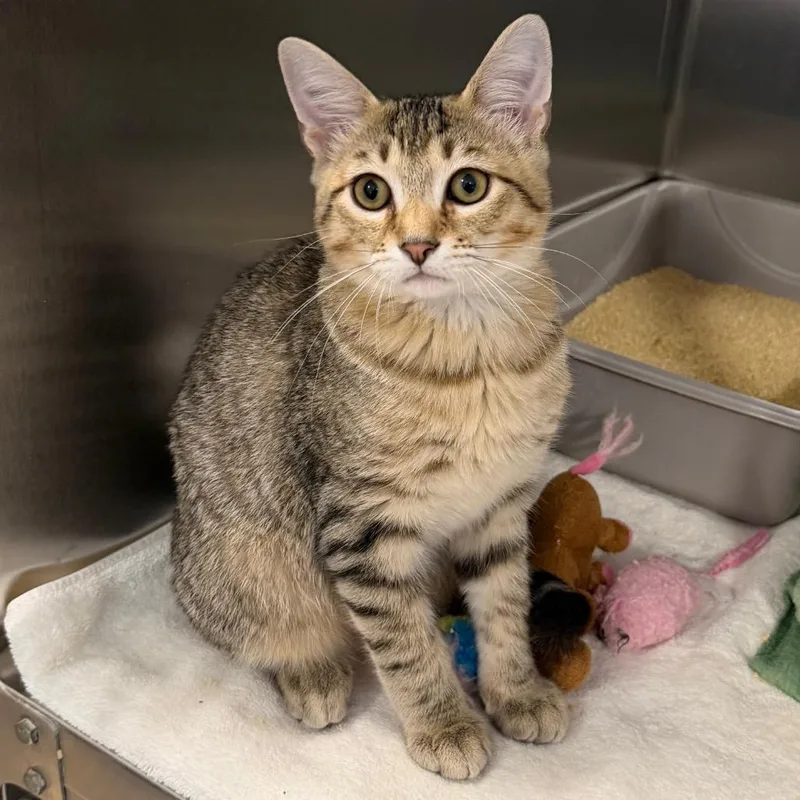 A baby small-sized male Domestic Short Hair cat named Marina for adoption in Wilmington, DE