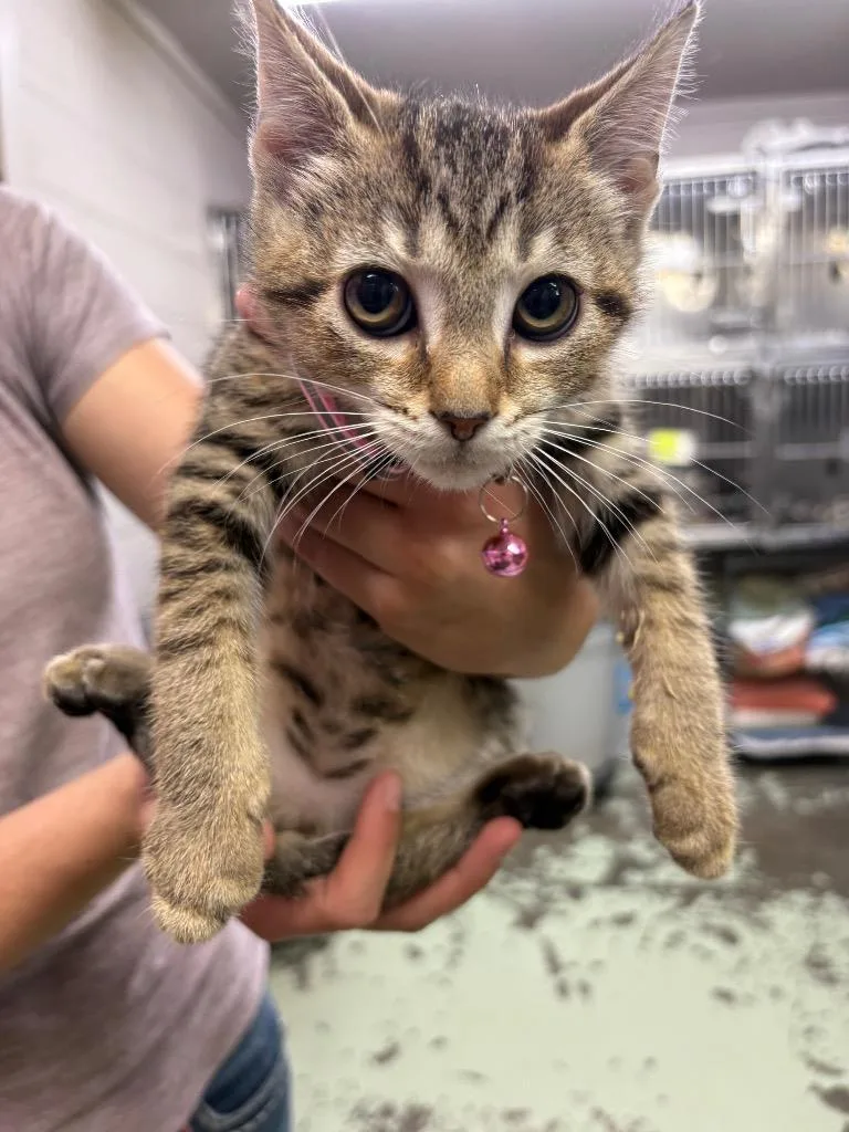 A baby small-sized female Domestic Short Hair cat named October for adoption in Murray, KY